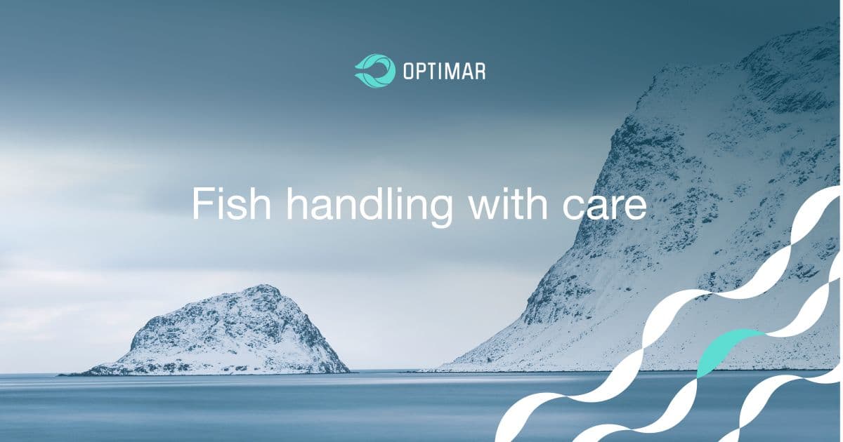 Efficient seafood processing equipment & solutions | Optimar